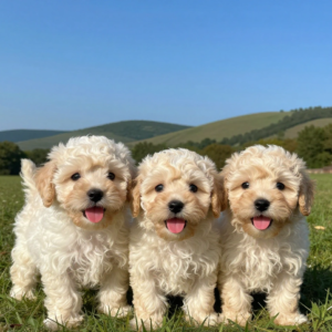 Finding Maltipoo Puppies for Sale in PA Your Complete Guide to Pennsylvania Breeders